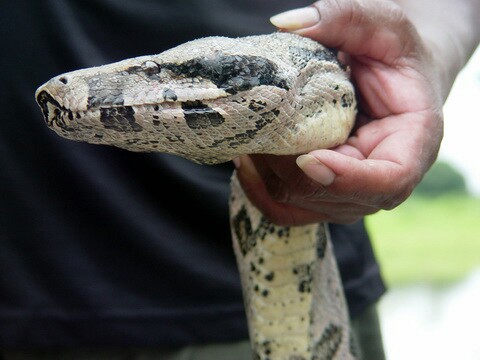Snake of Amazonas